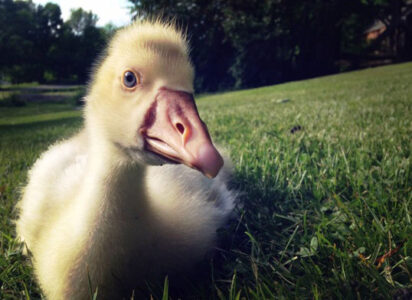 A History of Geese as Guard Animals and for Weed Control Image